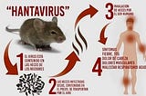 Is Hantavirus is much risky then Coronavirus: Causes, Treatment & Prevention