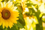 TOWARDS A SUSTAINABLE SOLUTION TO INCREASE SUNFLOWER YIELDS