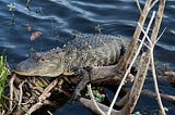 Wakodahatchee Wetlands — Florida Alligator