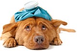 Preventing Your Dog From Catching Illness