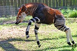 A baby Okapi getting exited about his new enclosure