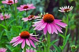 Exploring the Potential of Echinacea.
