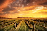 Exploring the Barossa Valley in South Australia