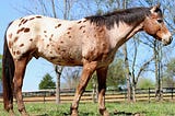10 Most Popular Horse Breeds and Types of Horses