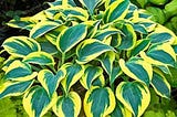 Hosta Bonsai (Plantain Lily) — Perennial Plant