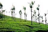 Munnar: A Honeymoon destination