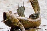 To Understand How Mudskippers Reproduce, Scientists Need To Get Dirty