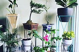 How to Properly Arrange Indoor Plants?