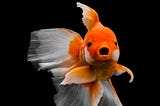 Attention span and memory in UX: Humans vs Goldfish.