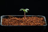 6 things every beginning cannabis homegrower should know