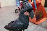 Black Palm Cockatoo for sale near me