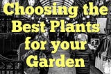 Choosing the Best Plants for your Garden