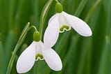 Curious Questions: Should you bring a snowdrop into the house? — Country Life