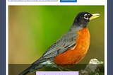 AI Web App- AI for Birds