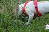 The Sniffari — Why You Should Let Your Dog Sniff On Their Walks * 2022 Ruffle Snuffle