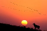 Porbandar Bird Sanctuary: Best Guide For Sanctuary — E India Tourism
