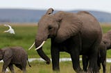 Shrinking Elephants: CIA Exercise