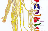 How Adjusting The Spine Helps The Nervous System Function Optimally