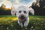 Dennis Lynch of Rumson NJ, Ranks the Most Dog Friendly Areas