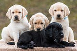 Labrador Puppies: Rules Of Care And Education | Pets Feed