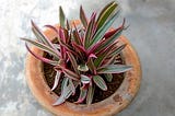 Pink Spider Plant For Your Home