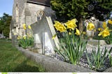 Daffodil in the graveyard