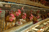 Animal activists outraged by plans for huge new egg farm in Singapore