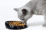 Wet vs. Dry Food: Which is Better for Your Cat?