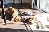Dogs Love Sun compilation (Dogs are Awesome)