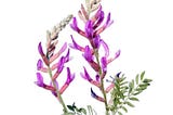 Seasonal Health Benefits Associated with Astragalus