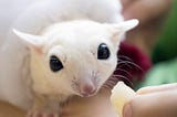 Leucistic Sugar Glider — A Fascinating Variation of the Acrobatic Marsupial