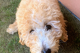 Goldendoodle Potty Training Tips