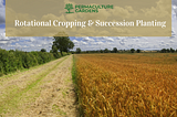 How to Use Crop Rotation & Succession Planting