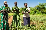 Climate-smart agriculture: Lessons from Kenya, for the World