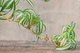 Spider Plant Babies: A Guide to Propagation and Care