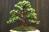 Jade Bonsai: Discovering the Charms of Miniature Foliage