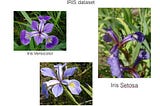 Iris Classification