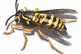 Swiftly Remove Pests with Our Experienced Exterminators: Your Ultimate Solution for a Pest-Free…