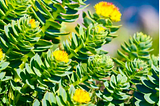 rhodiola for anxiety and depression header