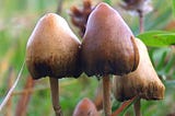 Psilocybin questionnaire — join in!