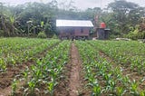 Tanam Jagung dan Integrasi dengan Ternak