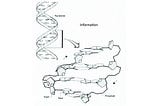 Genes, DNA, and RNA -