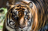 INDIAAmazing Facts About The National Animal Of India: Bengal Tiger