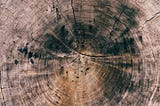 The growth rings on the inside of a tree trunk.