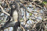 Newly discovered primate ‘already facing extinction’