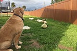 Dog And Duck Are Inseparable Best Friends