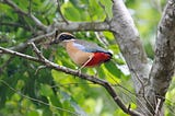 Mangrove Pitta — Visit Wild India