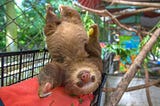 Us sloth sanctuary animal