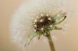 Seeds of Thought | The Let Go