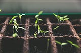 A close up of a seed starter tray. Little green sprouts emerge from the rich dark soil hoping to one day grow into majestic plants.